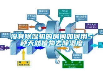 常见问题没有除湿机的房间如何用5种天然植物去除湿度