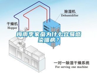 行业新闻梅雨季家蚕为什么容易感染僵病？